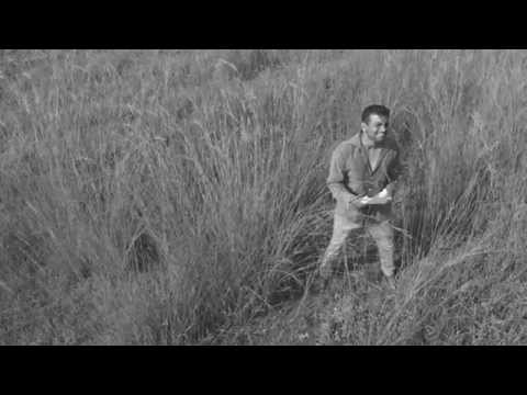 for - short film (4k)