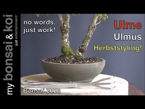 Bonsai 2023-54 - no words, just work! - Ulme - Ulmus - Herbststyling!
