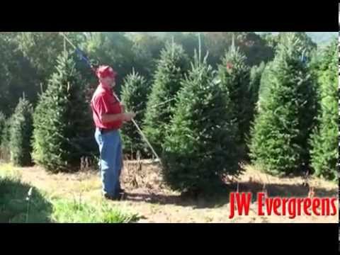 Understanding #2 Wholesale Christmas Trees  JW Evergreens  Sparta, NC   704-902-3923
