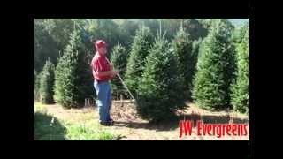 preview picture of video 'Understanding #2 Wholesale Christmas Trees  JW Evergreens  Sparta, NC   704-902-3923'