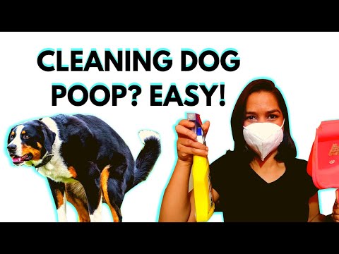 YouTube video about: How to clean dog poop off wood deck?