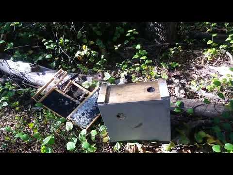 When Should I Remove Swarm Traps?