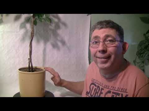 Indor -  Bonsai/ Ficus Benjamina ( 2022 - 7 )