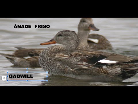 ÁNADE FRISO | GADWILL | Anas strepera