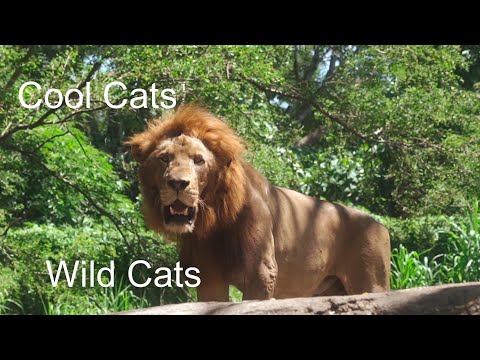 Cool Cats - Wild Cats