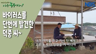 [공부하는 농부! 덕중 씨네 귀농 이야기] 바이러스 경보~ 고추밭을 사수하라!