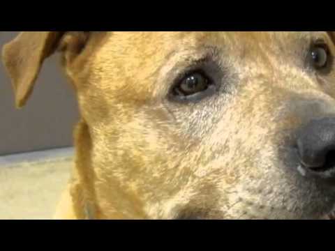 Hooch, an adopted Bullmastiff & Labrador Retriever Mix in Minneapolis, MN_image-1