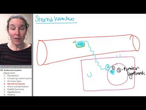 Endocrine 4- Steroid hormones