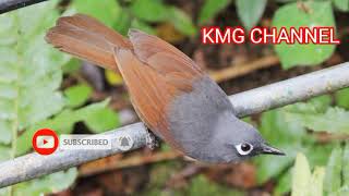 Download lagu SUARA PANCINGAN POKSAY MANTEL/SUARA PIKAT POKSAY MANTEL mp3 Download lagu SUARA PANCINGAN POKSAY MANTEL/SUARA PIKAT POKSAY MANTEL mp3