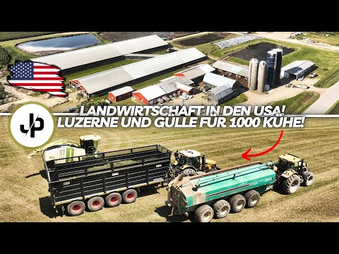 Alfalfa chopping & manure spreading in the USA! XXL Challenger! || JP Agrar