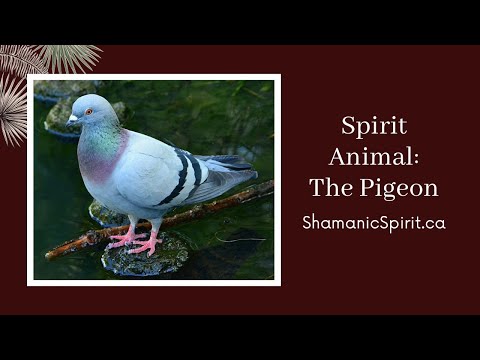 Animal Spirit Guide: The Pigeon (Shamanic Power Animal). Pigeon Symbolism