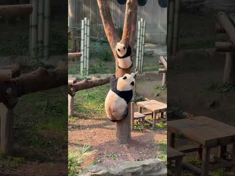 When The Little Panda Refuses to Leave Tree, Then He Start Falling At Himself