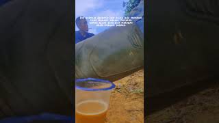 Download lagu #storywa Ada Pelangi Setelah Hujan #PakKasmeja #shorts #fyp #mobiltruck #truckviral #fypシ #story mp3 Download lagu #storywa Ada Pelangi Setelah Hujan #PakKasmeja #shorts #fyp #mobiltruck #truckviral #fypシ #story mp3