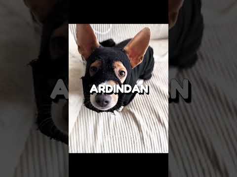 Bu Köpek Tam Bir Ninja Çıktı 🥷❤️