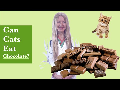 YouTube video about: Can cats eat chocolate cake?