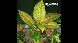 Download lagu Mana Mungkin Satu Kursi Duduk Bertiga mp3