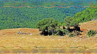 Peter Frampton - It All Comes Down To You