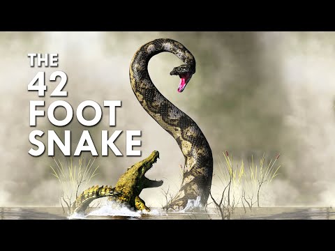 This 42-Foot Monster Snake Ate Crocodiles For Breakfast!