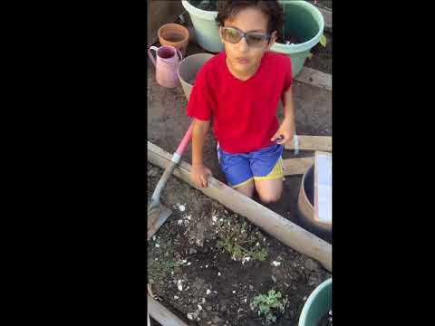 COVID19 Survival Superfood: Purslane benefits ✌🏽