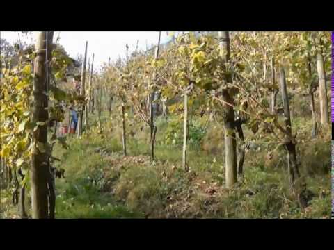 Fluewy Weinlese 2016