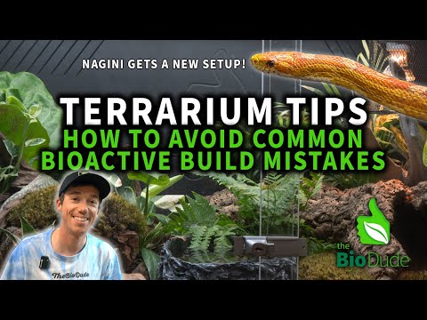 Terrarium Tips: Avoiding Common Build Mistakes + Bioactive Cornsnake Terrarium Build