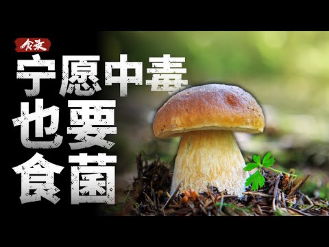 为什么宁愿中毒，云南人也要吃菌子？
