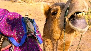 Virtual tour in Marigold Hotel in Jaipur, India