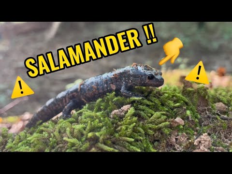 Salamanders: The Coolest Animals You Didn't Know Exist