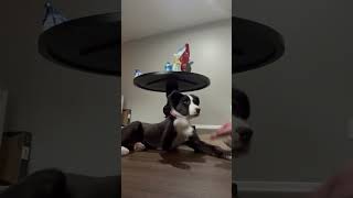 Video preview image #1 Border Collie-Unknown Mix Puppy For Sale in Oakhurst, NJ, USA