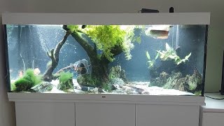 Amazing Monster Fishes in Juwel Rio 450