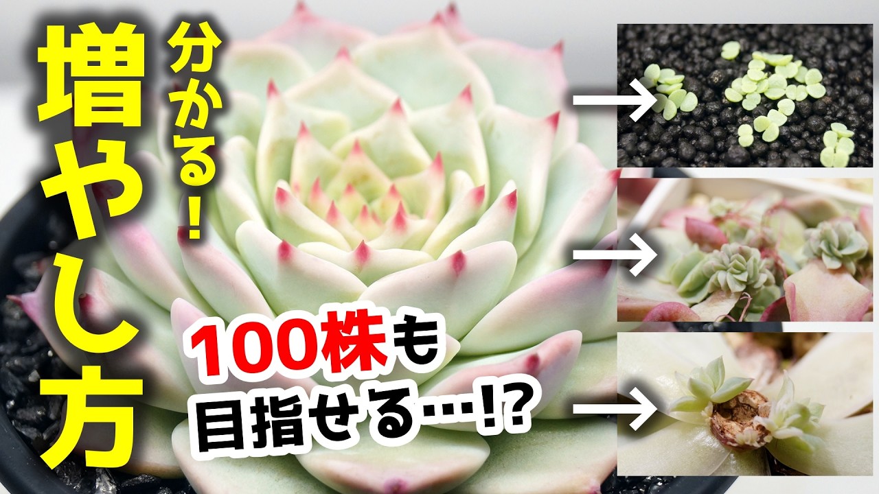 100均・園芸店で大人気！可愛い観葉植物を大量に増やす3つの方法♪【エケベリア・チワワエンシス】