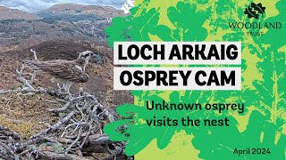 Unknown ringed osprey pays a visit to nest one - Loch Arkaig Osprey Cam