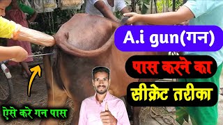 a.i. gun pass karne ka aashan tarika👍how to pass ai gun in cervix in buffalo🐃 HADA VETS CLUB ||