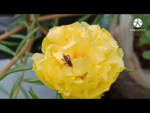 Pathumani | Moss ross |  Table ross