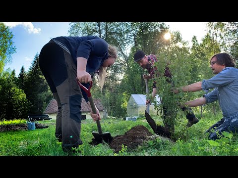 Körsbär och Rabarber - En film om hästgödsel, grävning av hål och framförallt  linjer