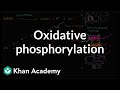 Oxidative phosphorylation and the electron transport chain | Khan Academy