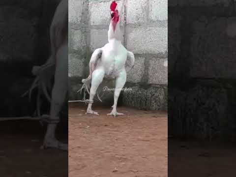 noori aseel murga only shows #aseel #shorts #trending #foryou #youtubeshorts #viral #aseelbreeding