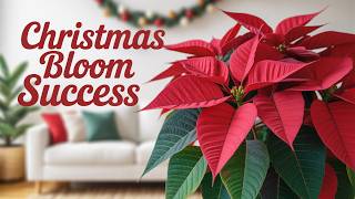 The Secret to Getting Poinsettia to Rebloom for Christmas