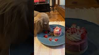 #shorts １歳の誕生日🎂初ケーキ #カニンヘンダックス #ミニチュアダックス #犬のいる暮らし #古民家 #誕生日