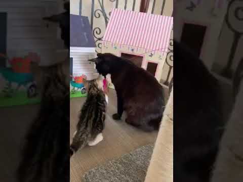 Video of adoptable pet named Narissa