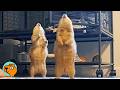 Two Prairie Dogs Yahoo For Cuddles And Climb Everywhere Cuddle Buddies