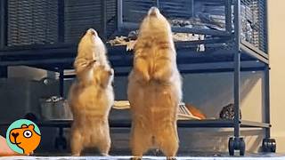 Deux chiens de prairie recherchent des câlins et grimpent partout pour faire des câlins.
