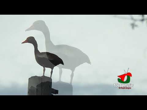 VENGA Y LE CUENTO - REFLEXIONES