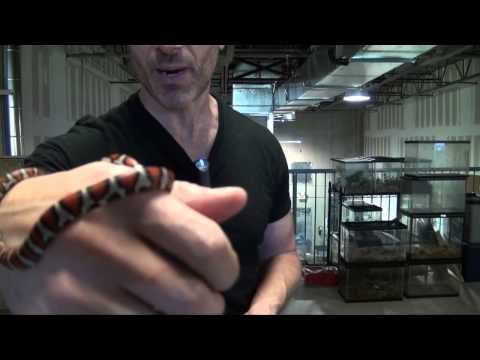 How to: Mex Mex King Snake Care & Setup Video by The PetMan