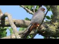 Red-footed Falcon (Falco vespertinus)