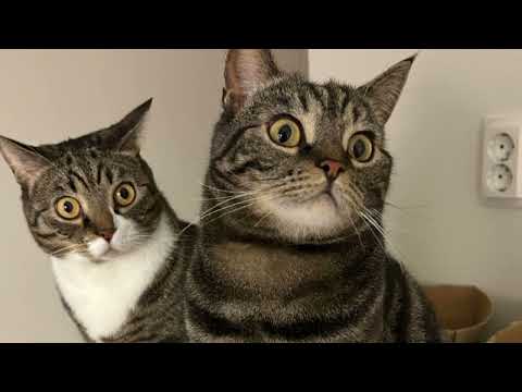  Name my pet#mycatfamily #mydogfamily