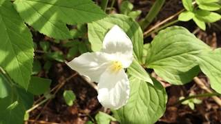 Садовый влог 12. 05. 19/Как вырастить голубую гортензию? /Опоры для клематисов/Стимуляторы для растений