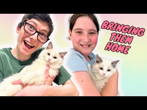 WE GOT 2 RAGDOLL KITTENS