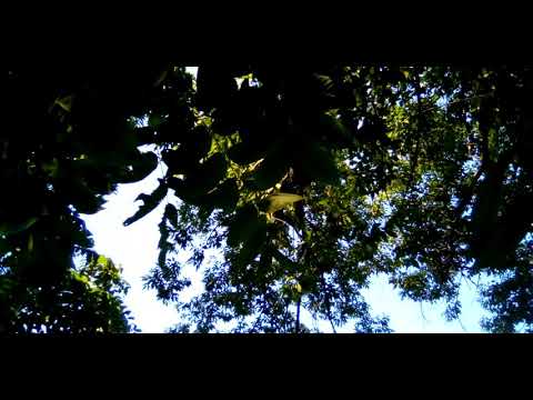 Cicadas at Macungie, PA v2.0 (Early release for $1 Patreon tier)