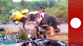 Elephant goes on rampage flipping 27 vehicles Indi